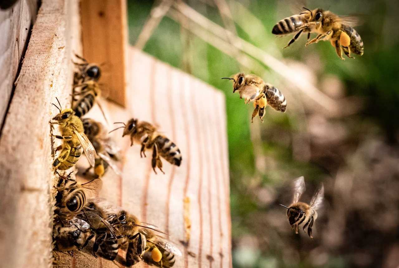 US Government Approves World’s First Vaccine for Honeybees