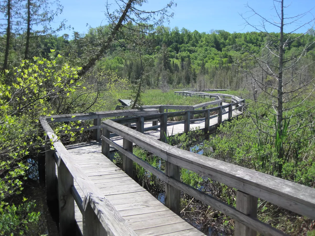 A winding boardwalk leads through the beautiful wetlands of Sand Point on the park's Marsh Trail.