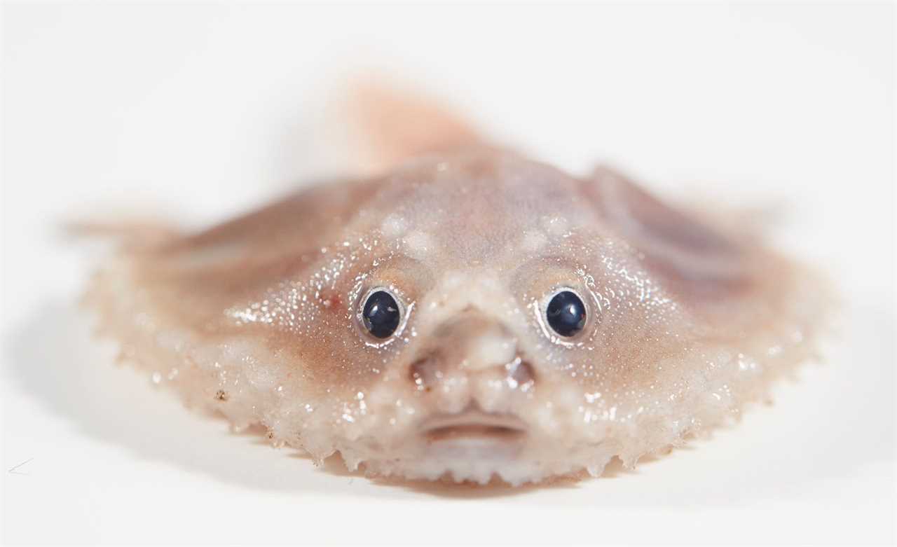 Batfish