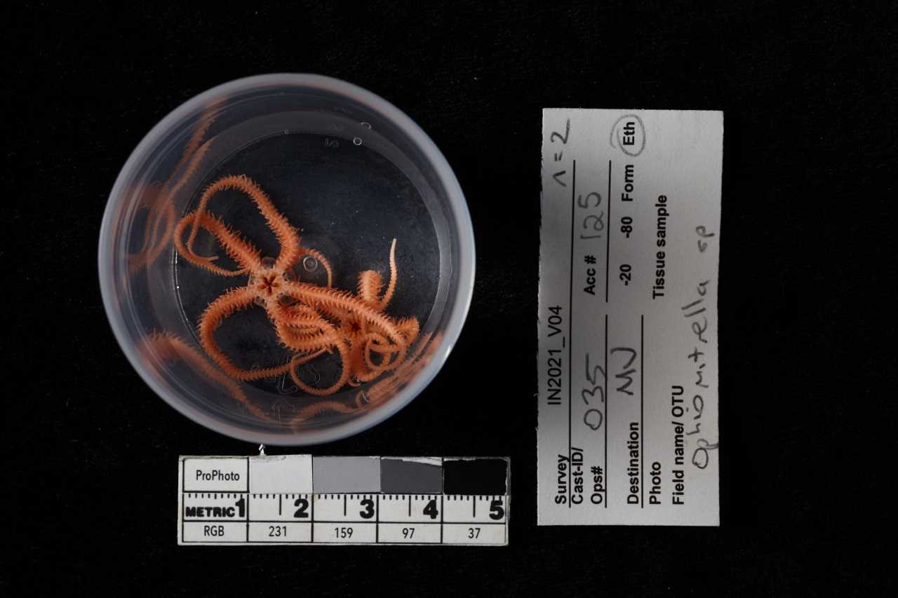 red starfish in a jar