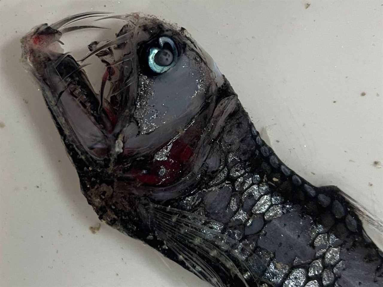 A viperfish.