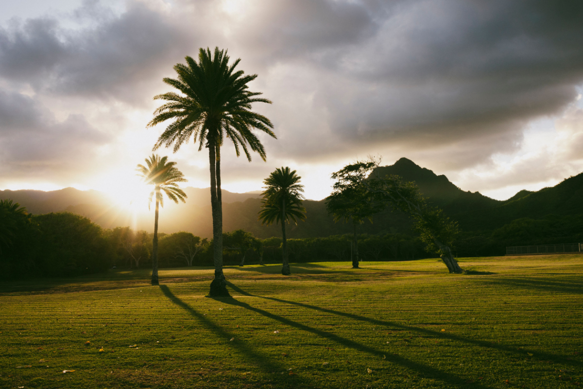 A large field with trees at sunset