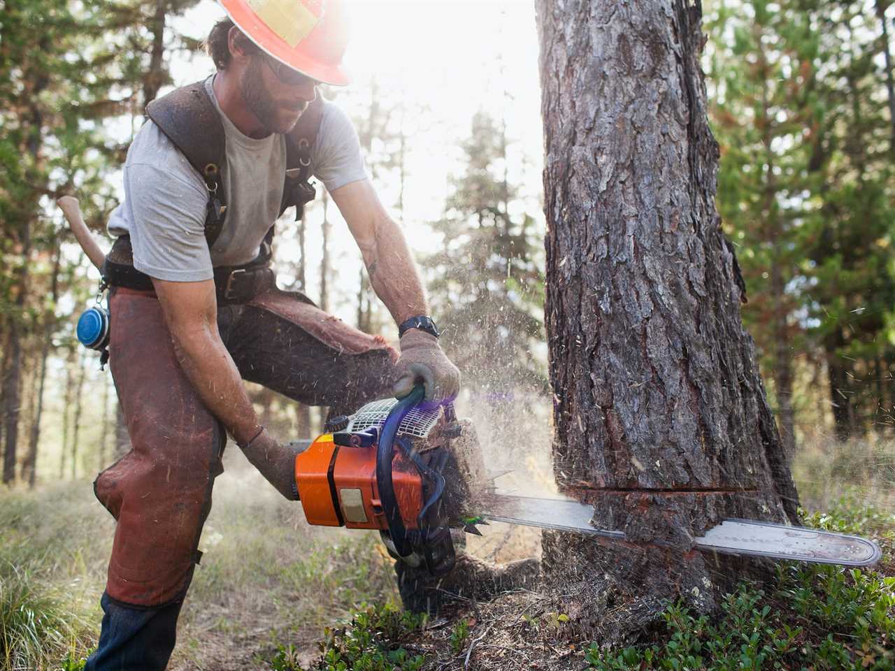 Person cutting a tree