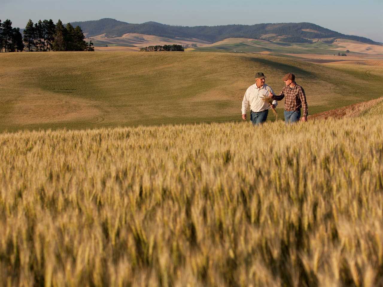 Two people walking in wheat field