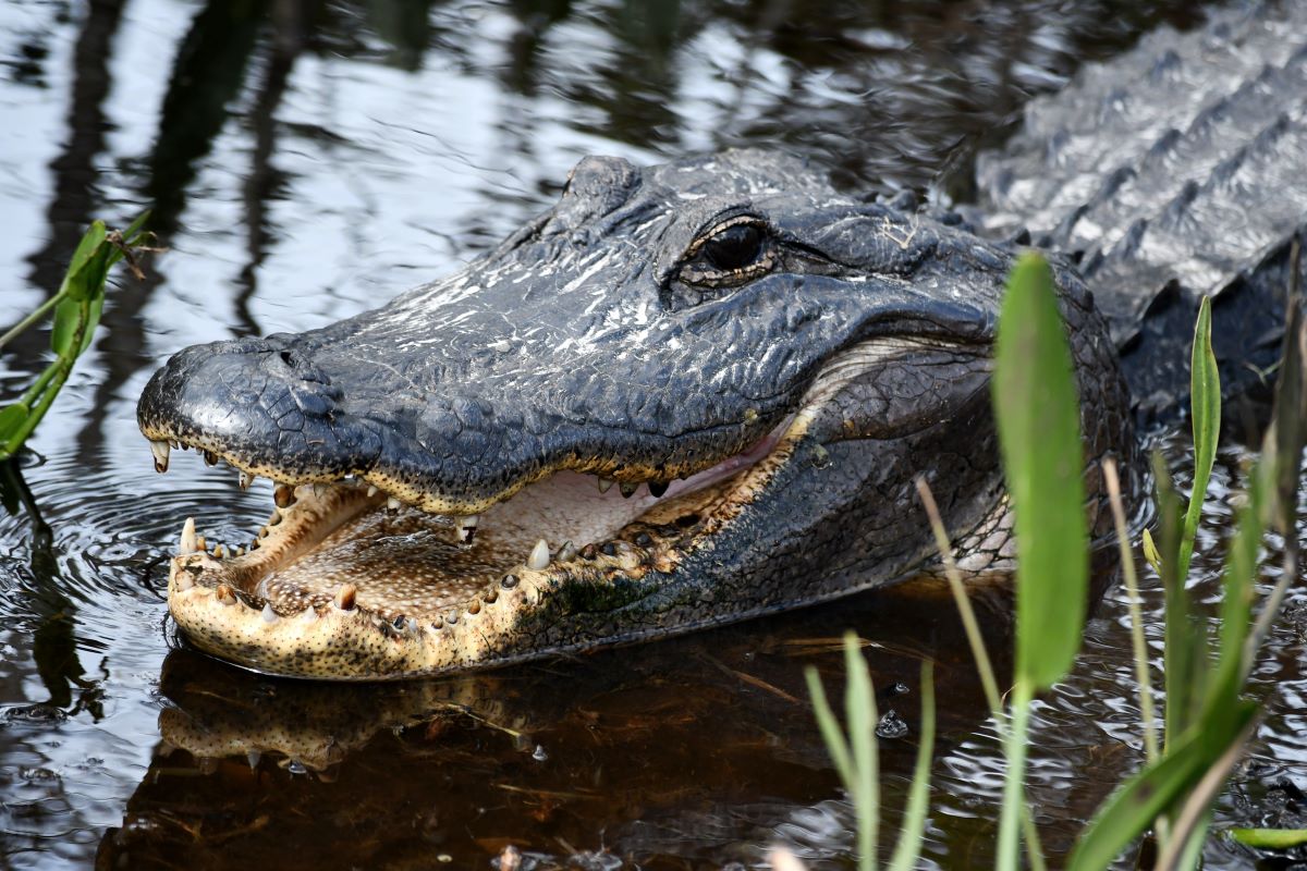 crocodile in a swamp