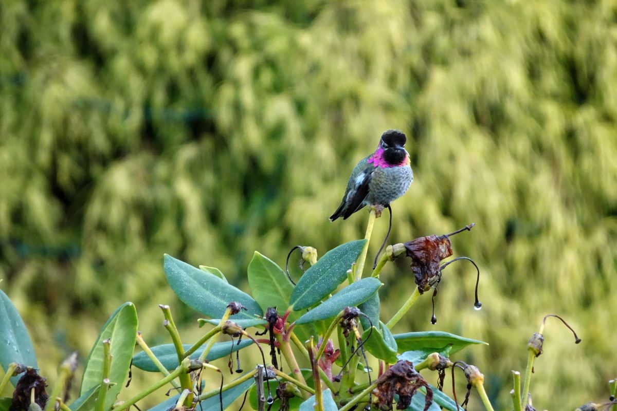 bird at point defiance in tacoma