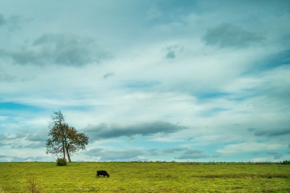 a field with an animal in virginia