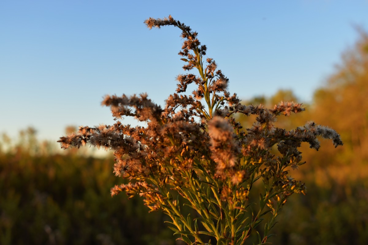 plant in a field in suburbs near naperville il