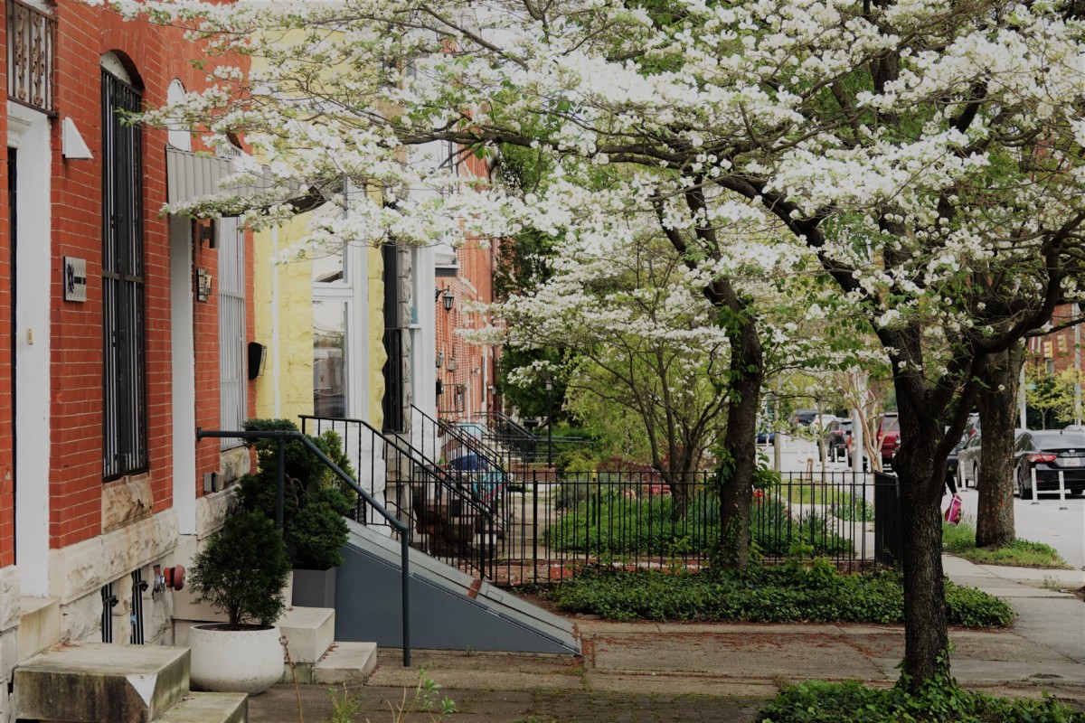 street in baltimore with colorful houses and cherry blossom trees