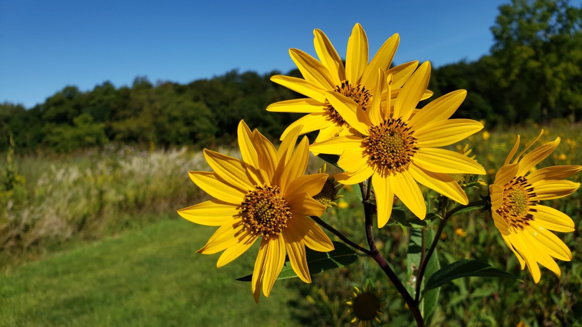 flowers in a field with blue sky