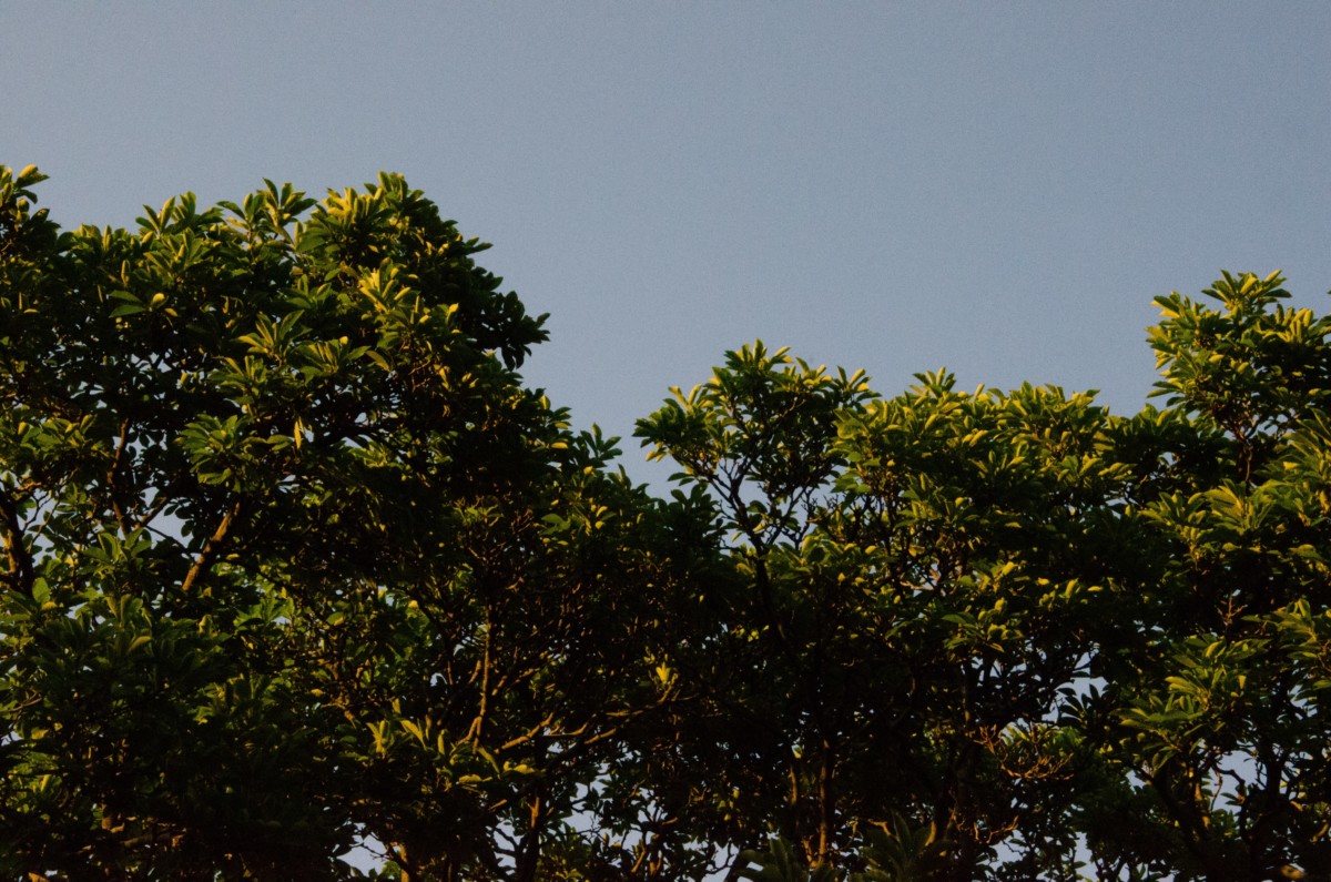 trees with blue sky in the background