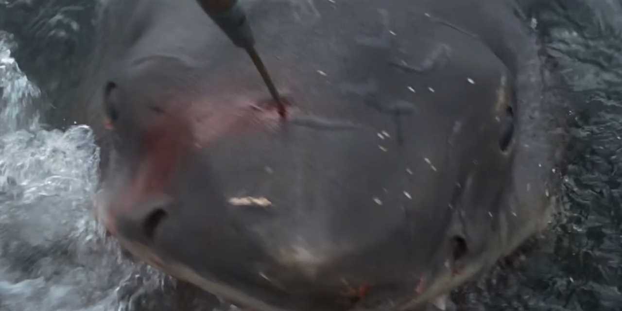 A still from "Jaws" shows the animatronic shark bloodied as it is stabbed on the nose with a spear.