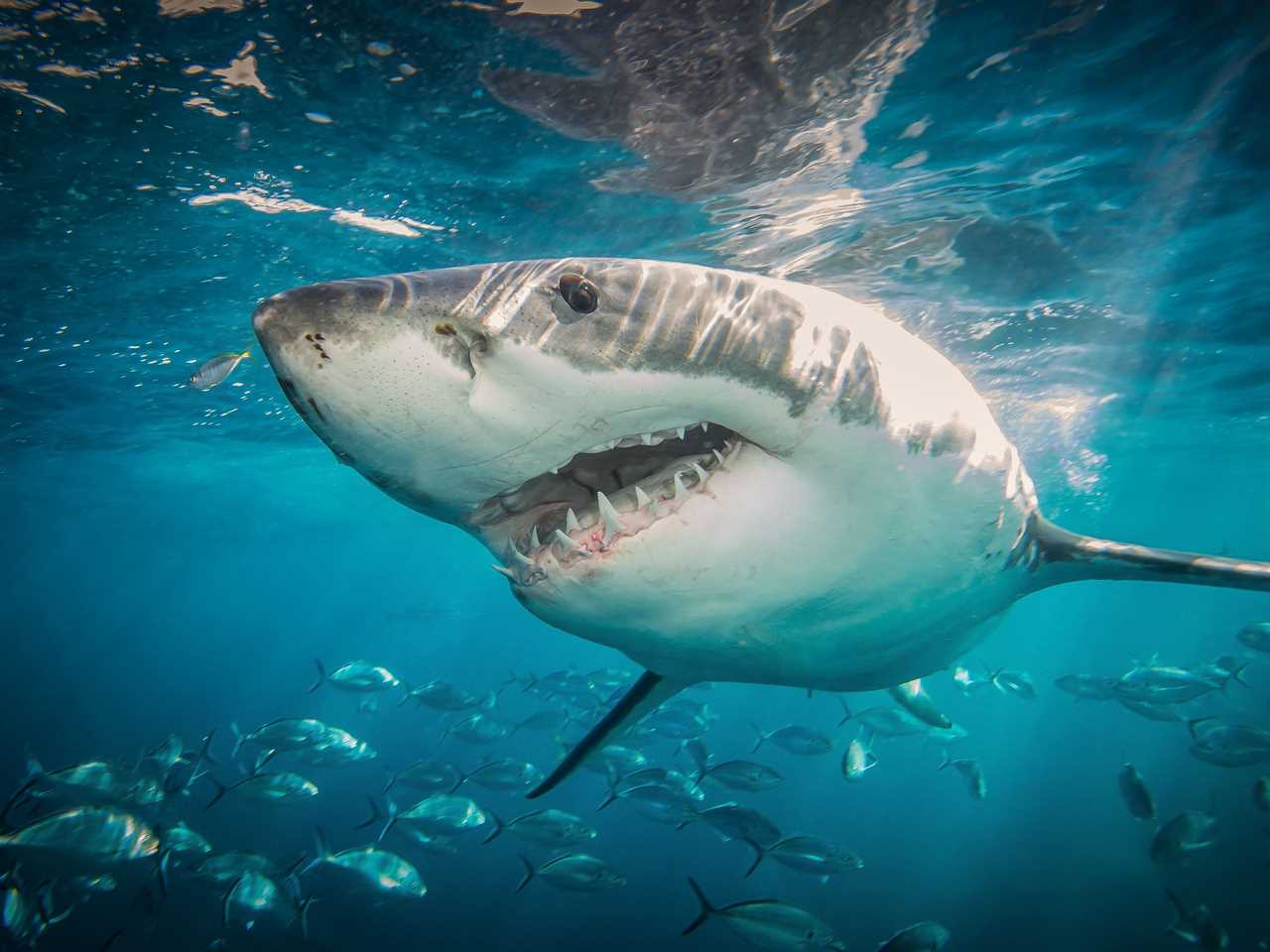 great white shark