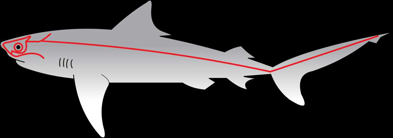 A shematic shows the placement of the lateral lines on a shark. These run around the eyes and face of the shark, down the body, an up the tail.