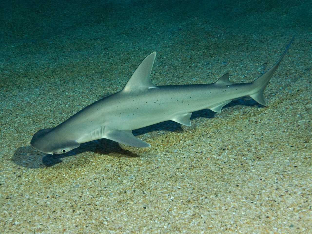 A picture shows a bonnethead shark, swimming close to the sandy bottom of the water.