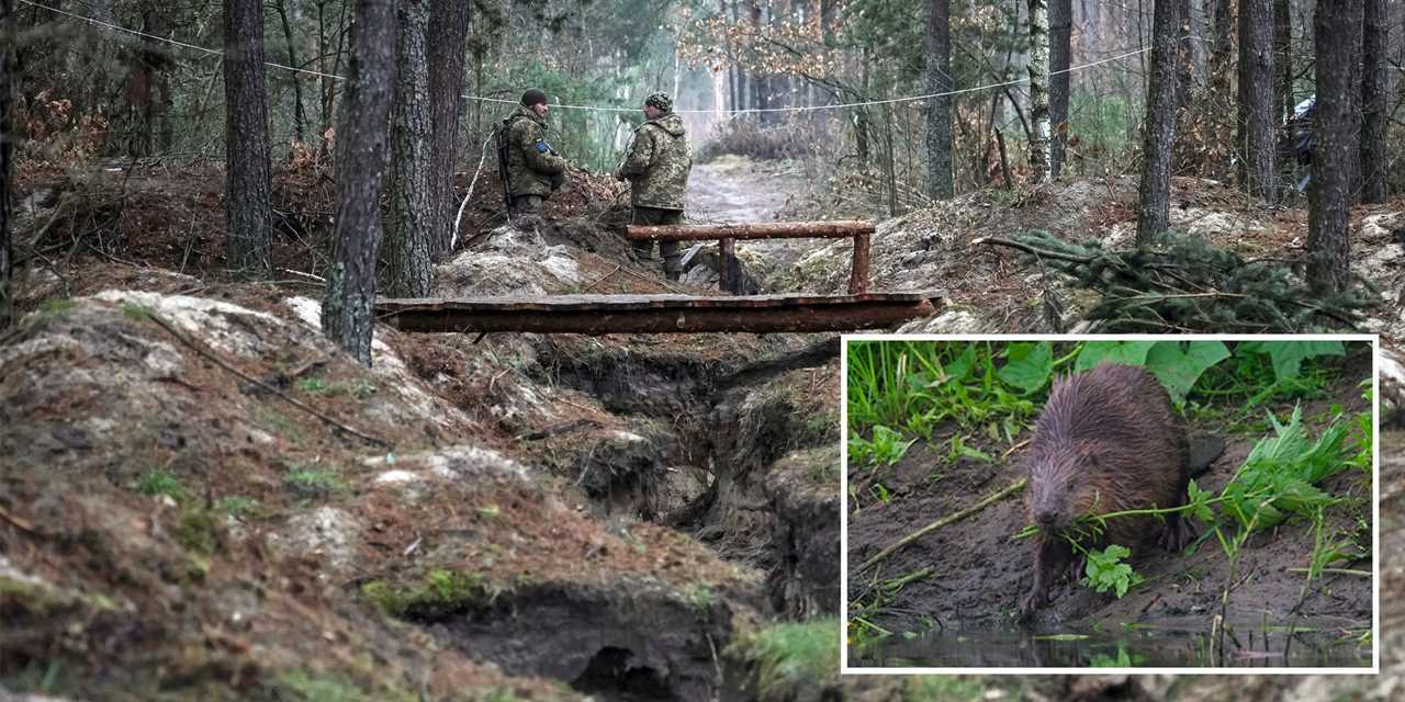 ukraine beavers