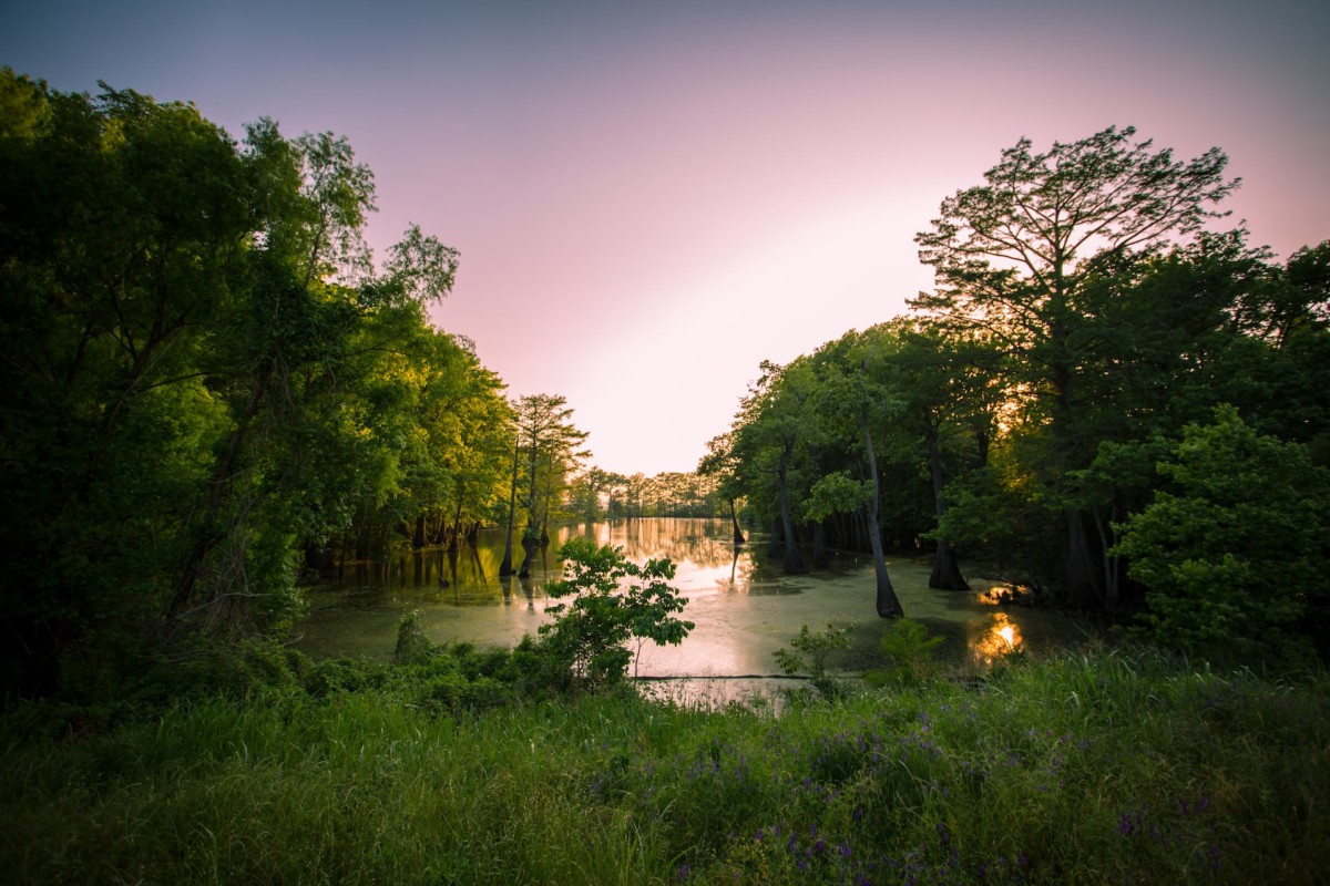 Mississippi swamp