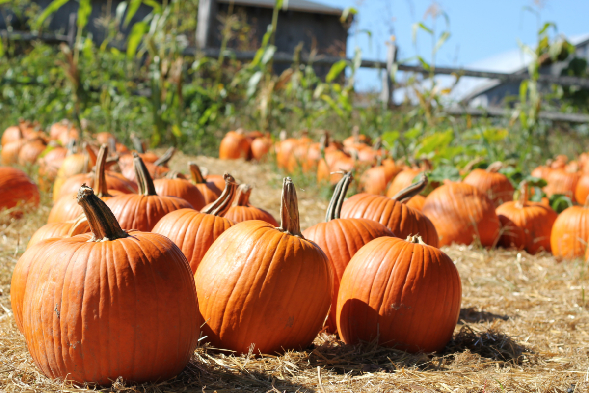 A pumpkin patch