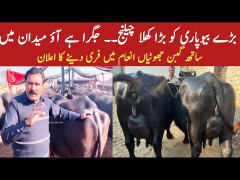 World Record Milking Buffaloes | Guaranteed Milking Nali Ravi Buffaloes | Phalan Gabban Jhotian