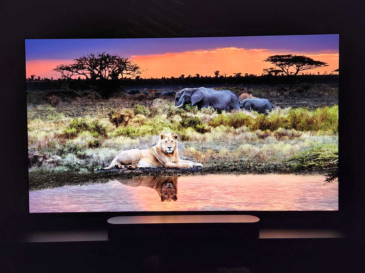 An image of a lion sitting by a lake on the LG G2 OLED TV.