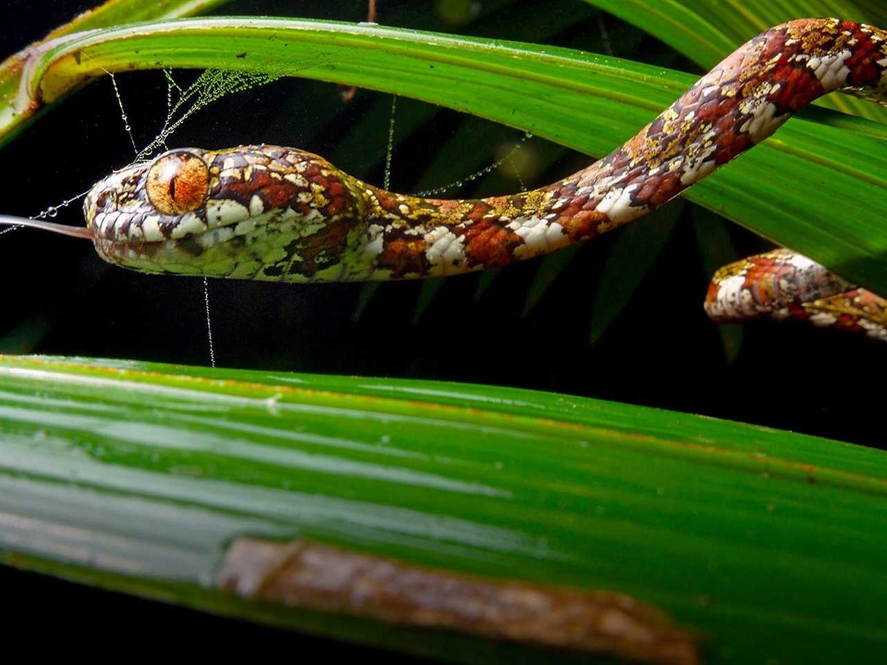 An orange snake with large, orange eyes wraps its body around a palm frond