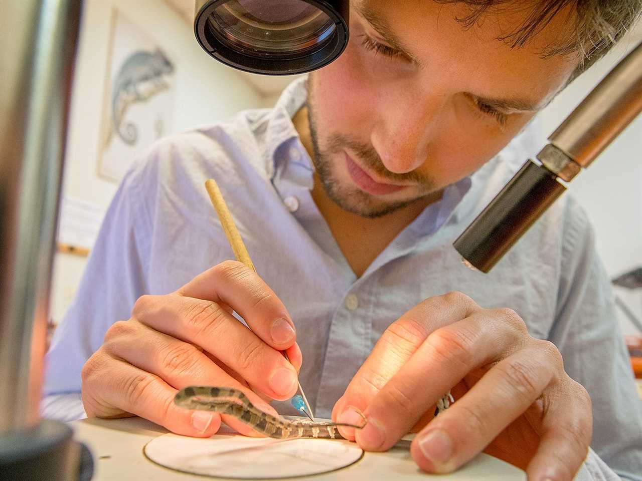 A photo of a person using a tool to prod at a dead small brown snake under a light