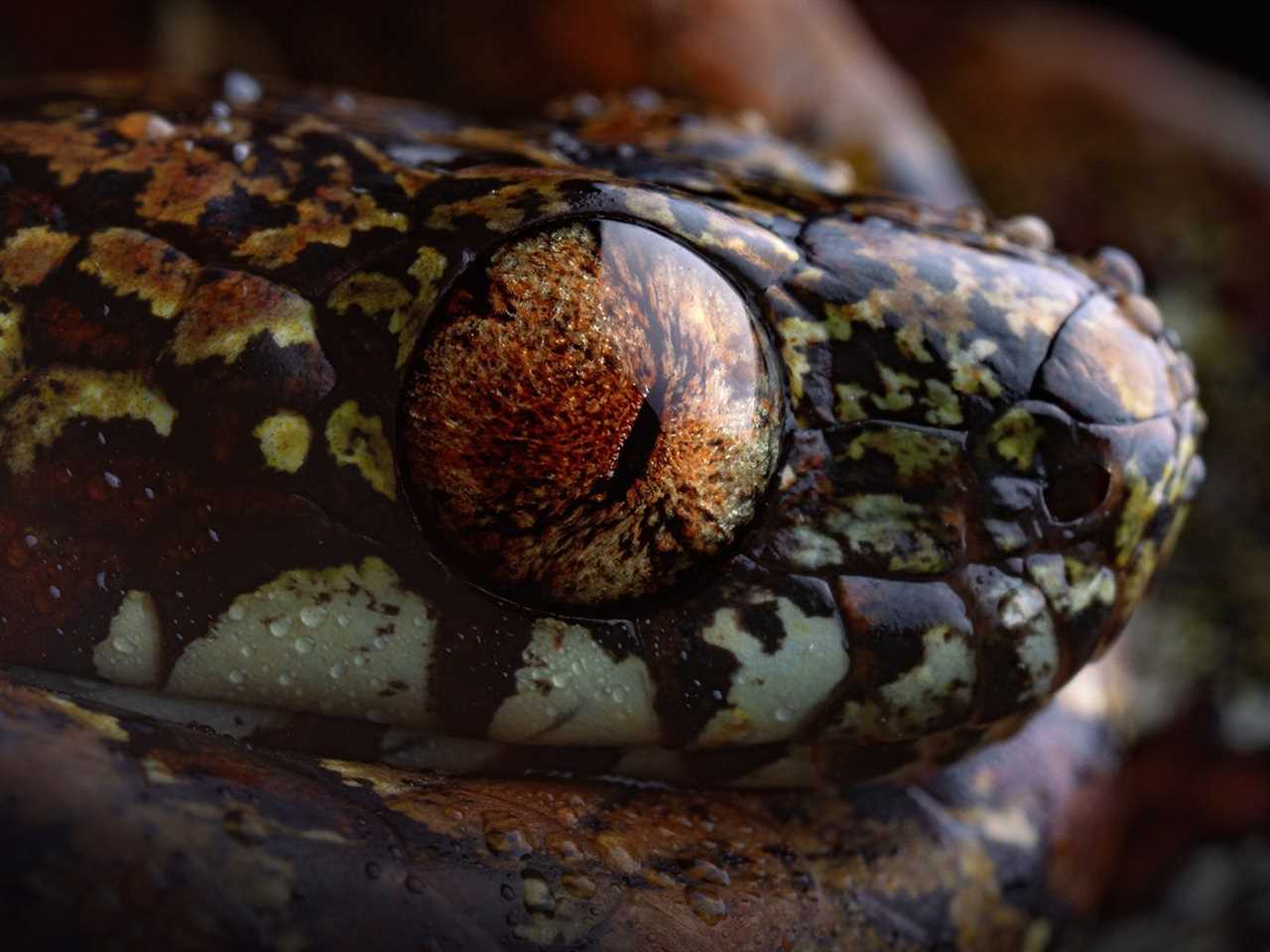 A close up photo of a large, orange snake eye