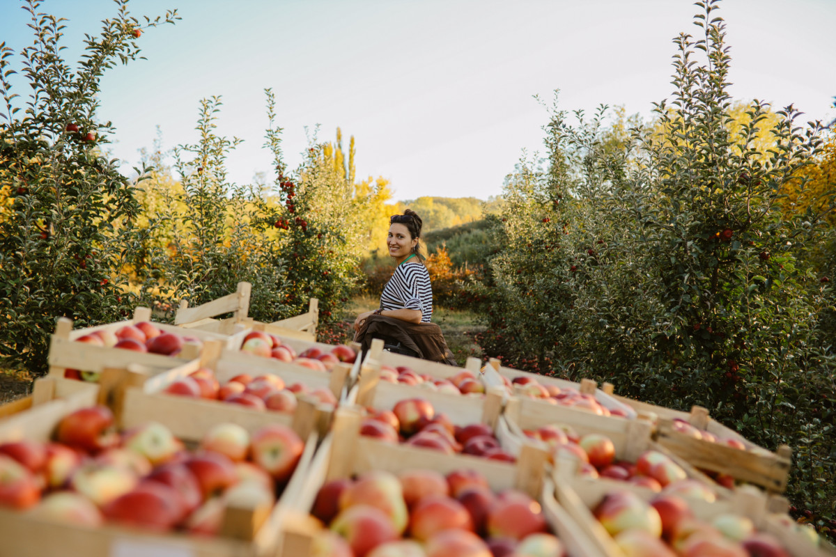 Picking apples in Germantown, MD Getty