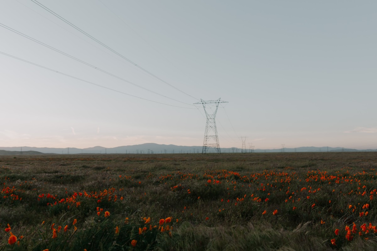 palmdale california field with wildflowers