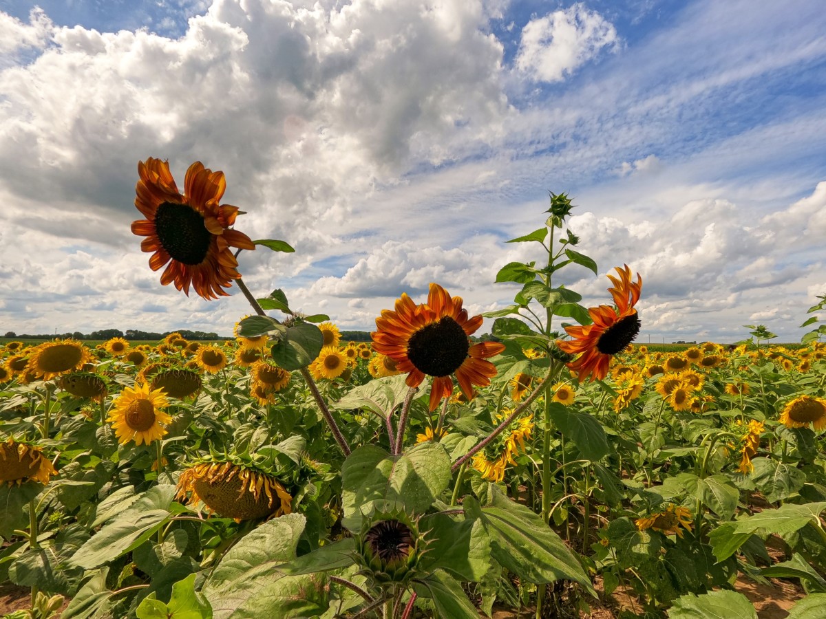 sunflowers in a field in waukegan illinois