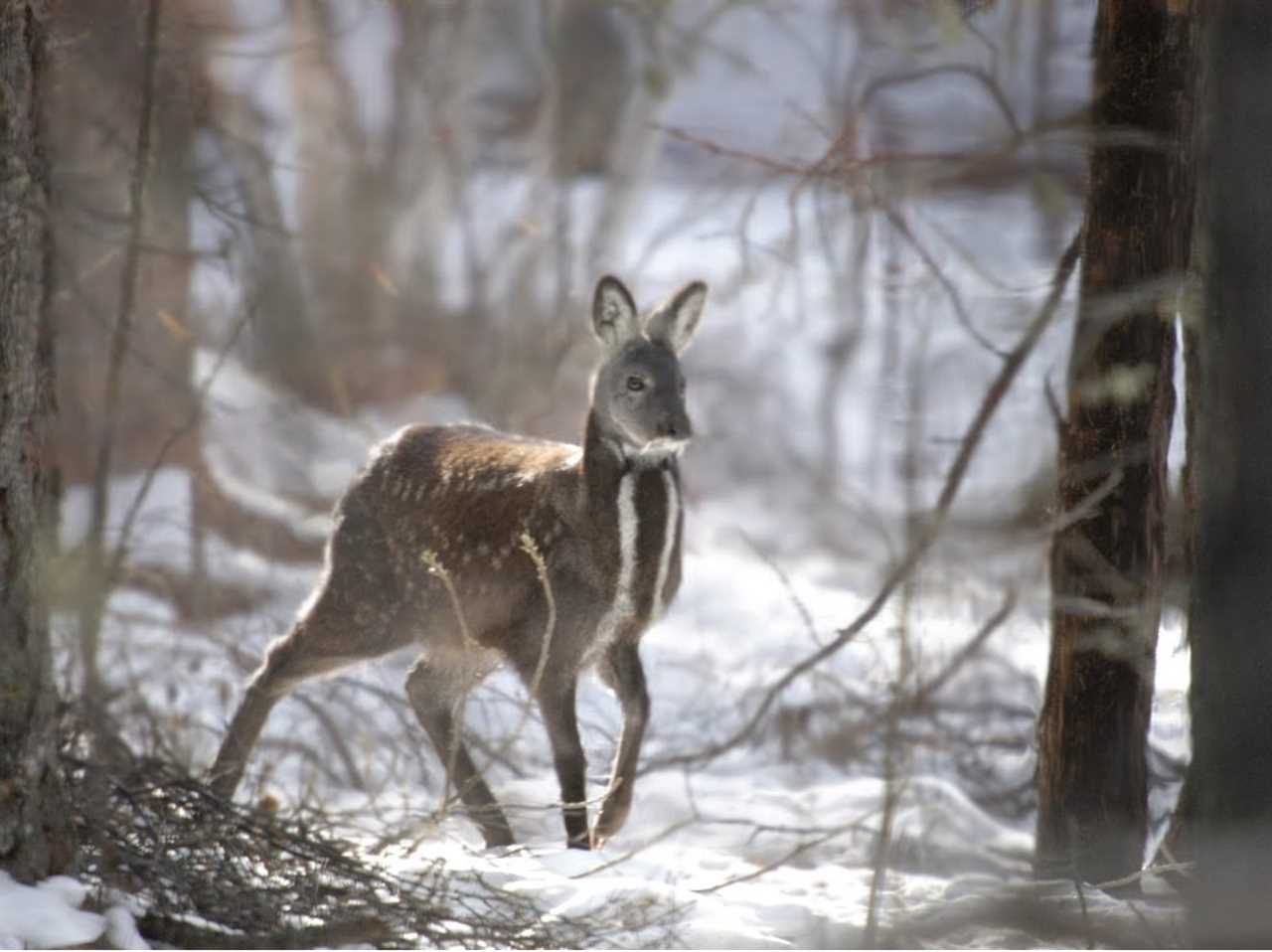 Musk deer (Moschus moschiferus)