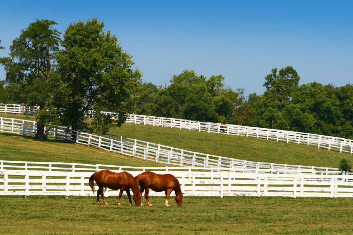 Two horses grazing 