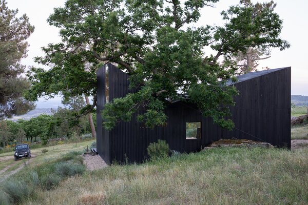 A Majestic Chestnut Tree Appears to Bloom Out of This Cabin’s Butterfly Roof