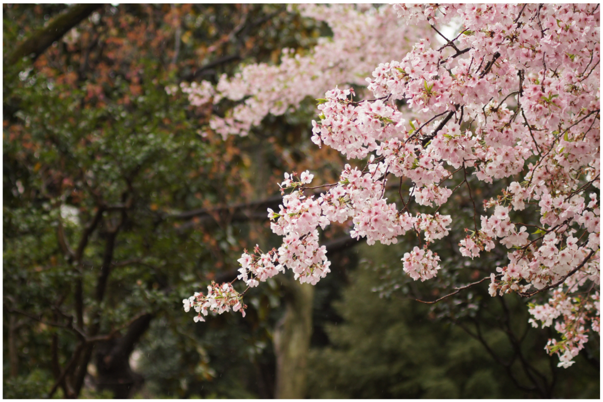 cherry blossom tree