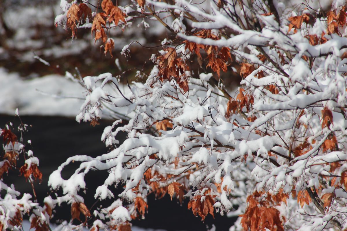 snow on tree branches