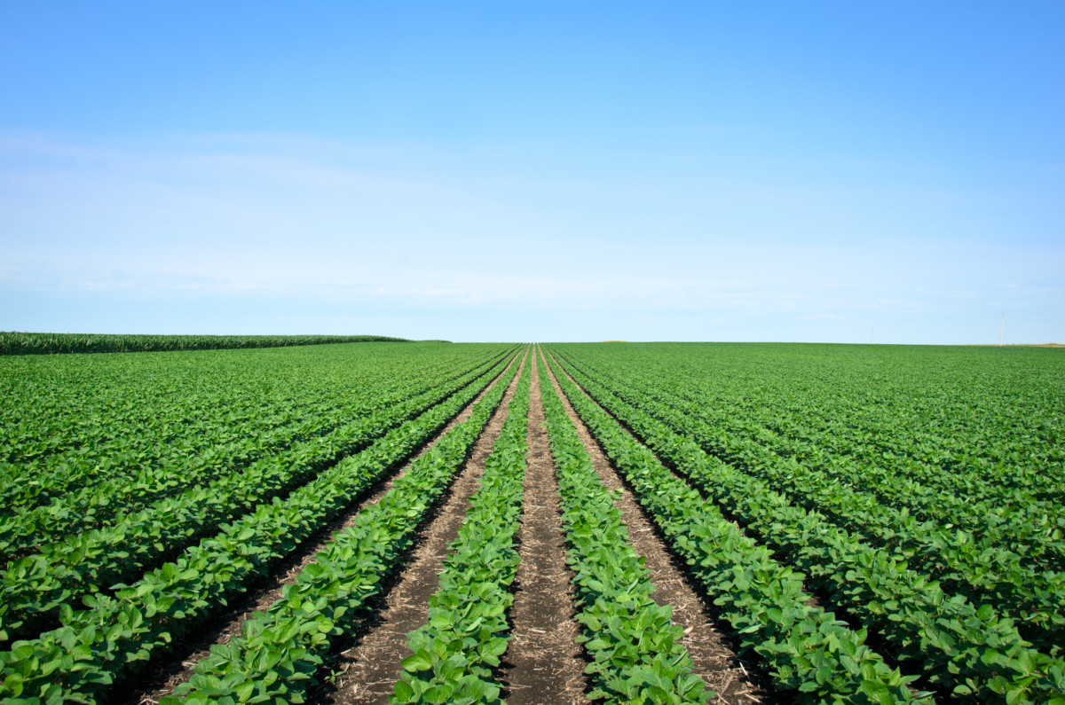 Rows of Iowa soybeans