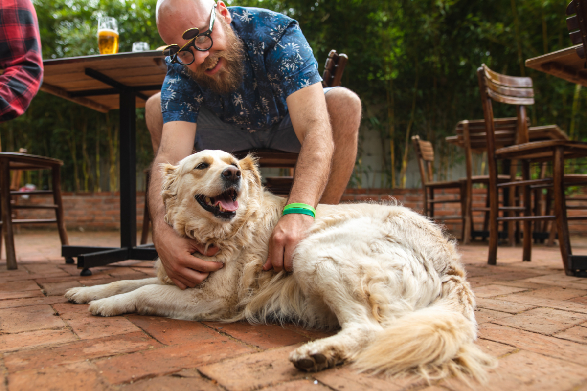 A dog at a brewery