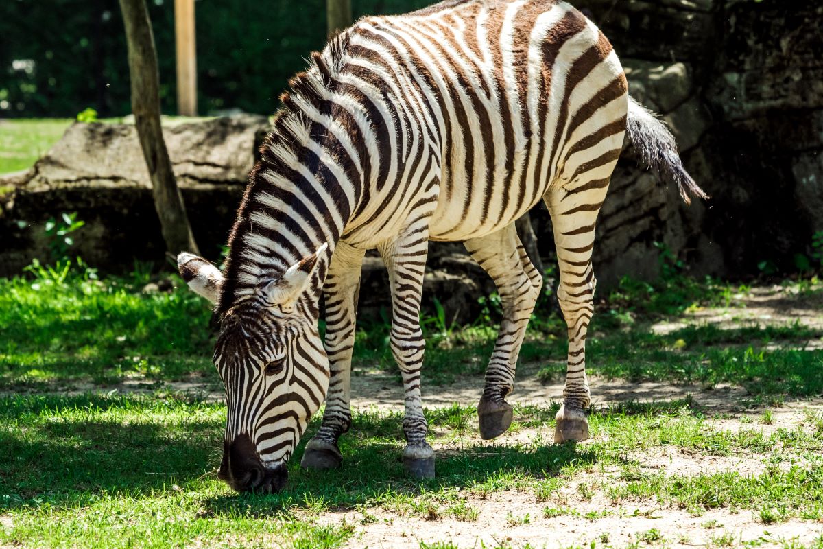 Zebra