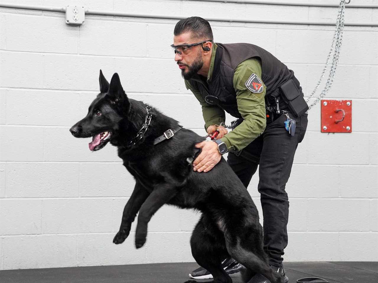 Mike Israeli offers "protection" trainings for dogs.