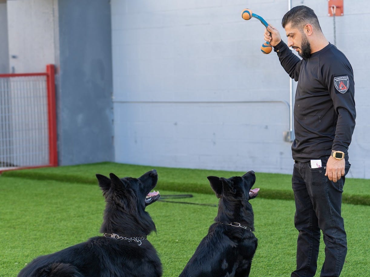 Mike Israeli training protection dogs.