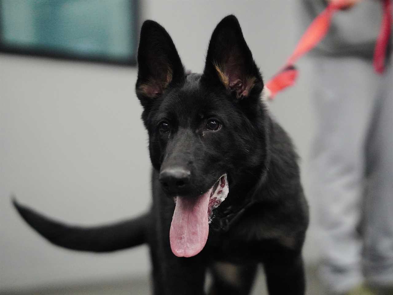 A dog in Delta K9 Academy's training program.