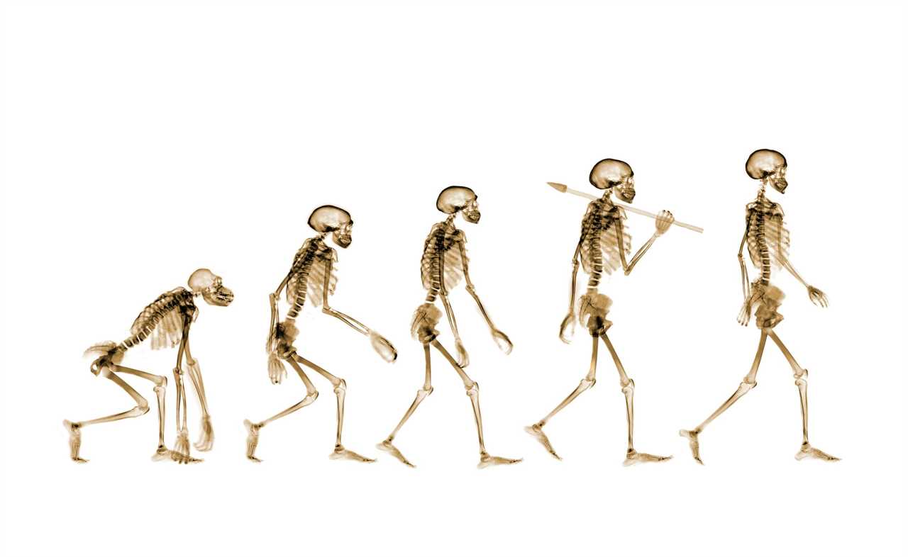 Conceptual X-ray image of human evolution.