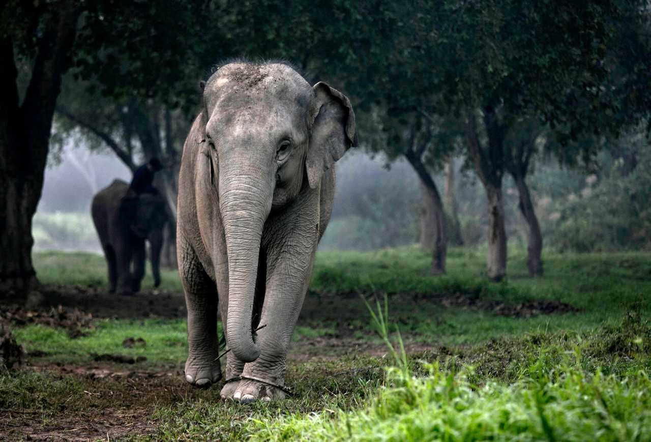 A Thai elephant walks in the jungle