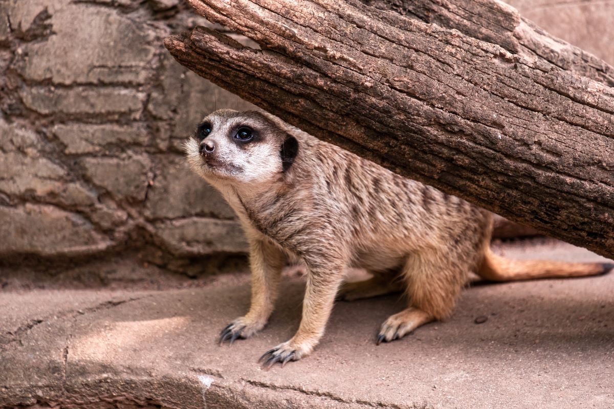 louisville zoo