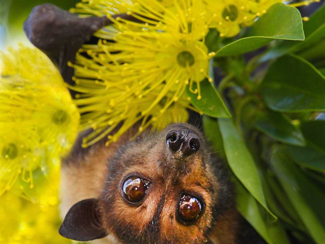 A fruit bat is shown hanging upside down near a yellow flower. It is looking straight at the camera.