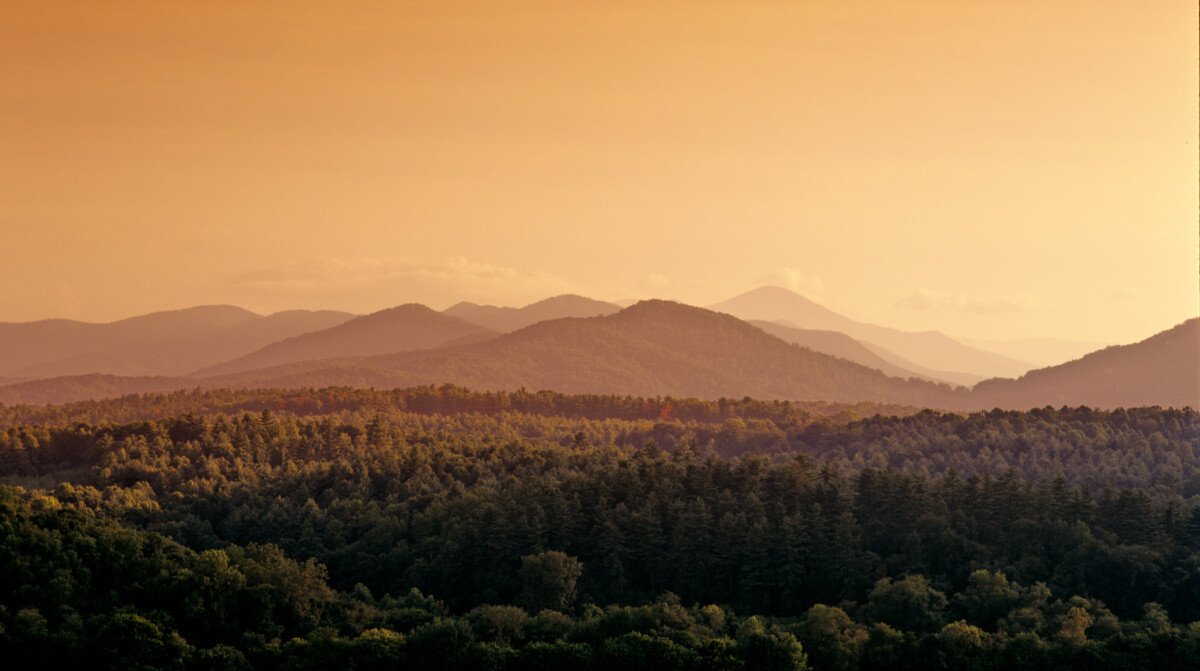 south carolina forests at sunrise