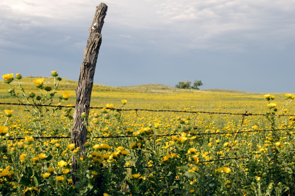 wildflower fields in kansas_Getty