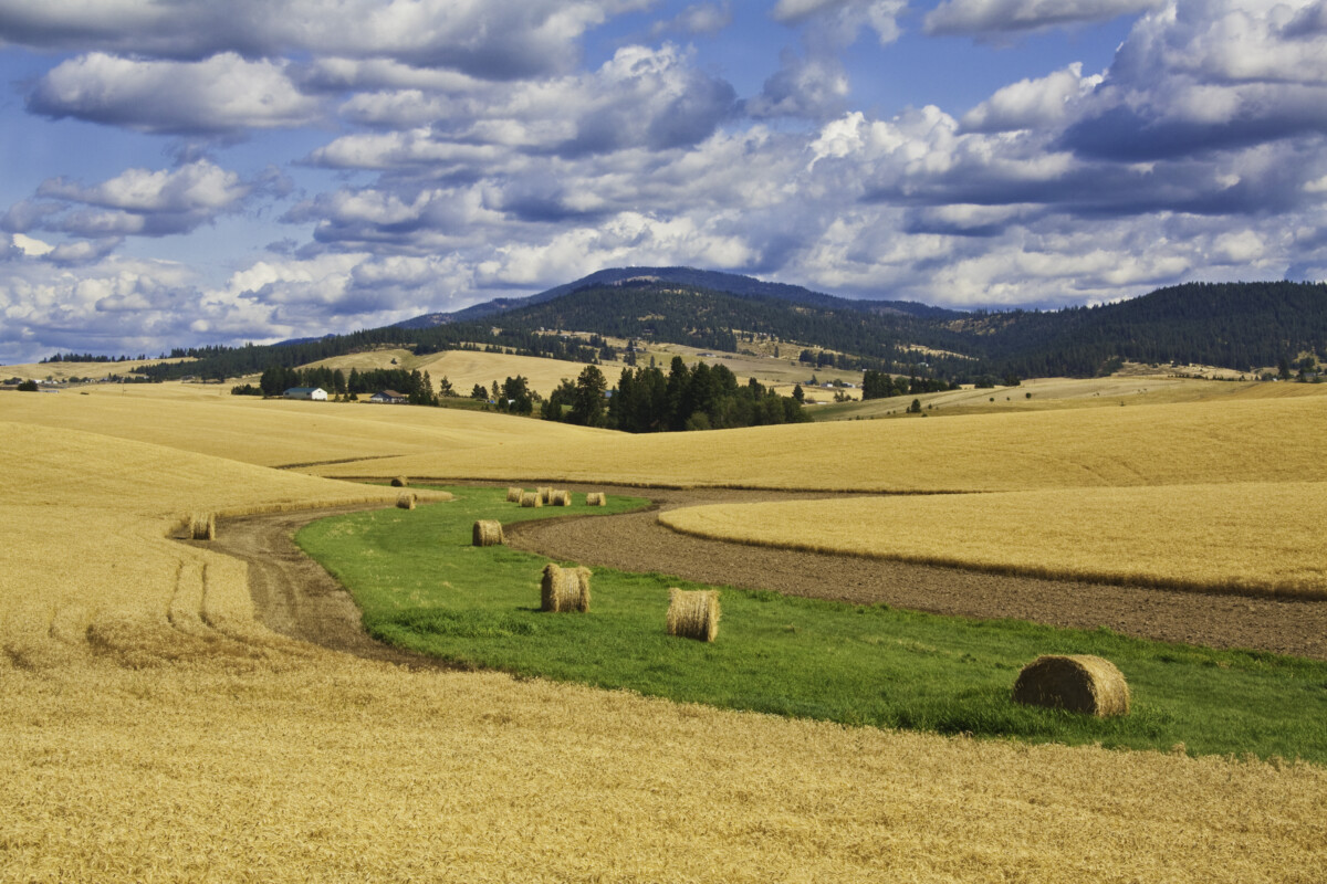 wheat fields with clouds outside of spokane_Getty