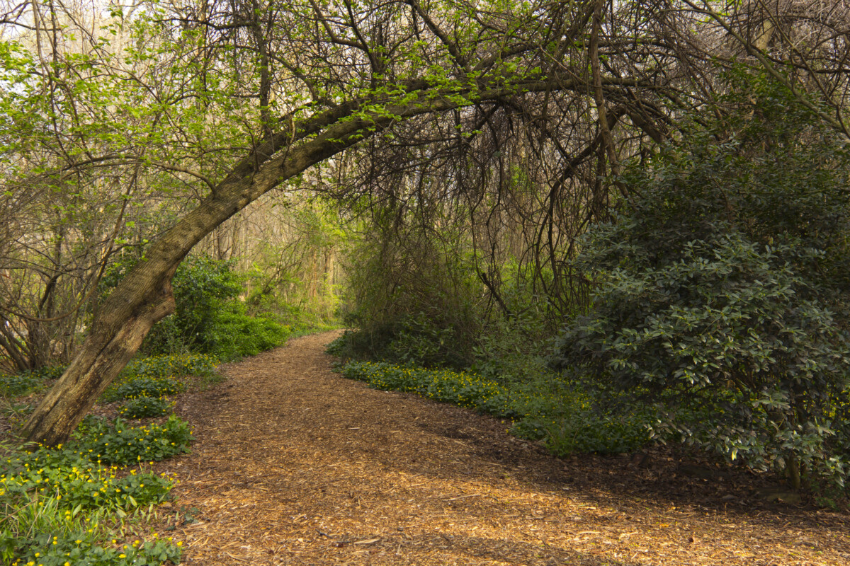 park area with trees in north carolina_Getty