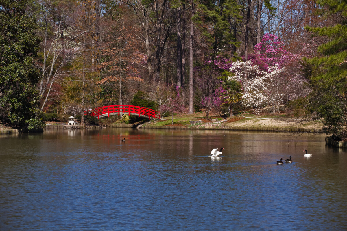 durham north carolina japanese gardens_Getty